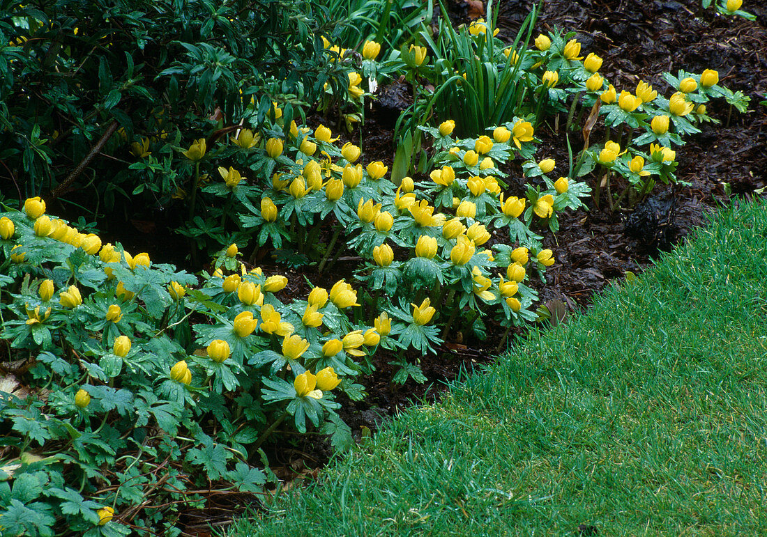 Eranthis (Winterling)