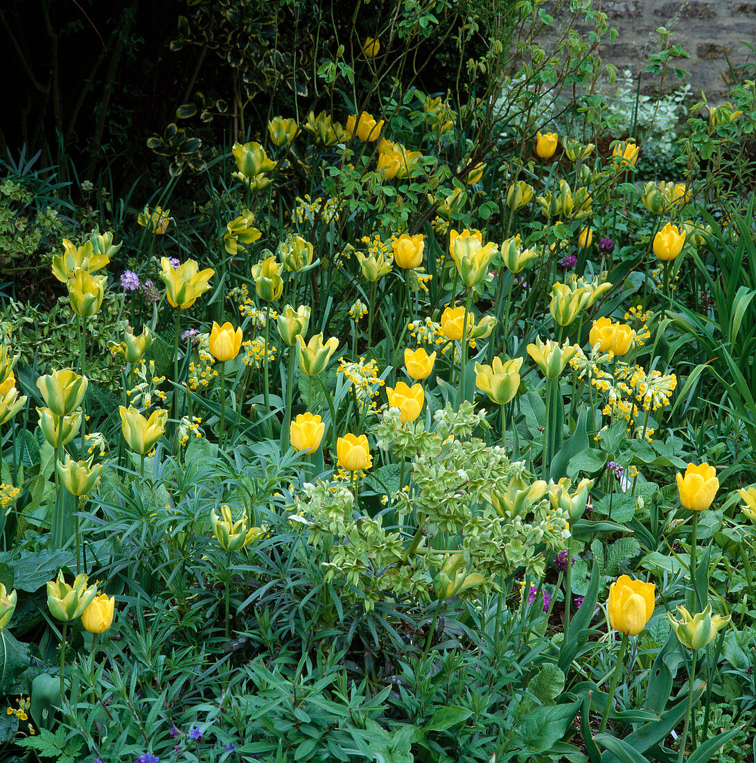 Gelbe Tulipa (Tulpen), Primula veris (Schlüsselblumen) und Helleborus foetidus (Nieswurz)
