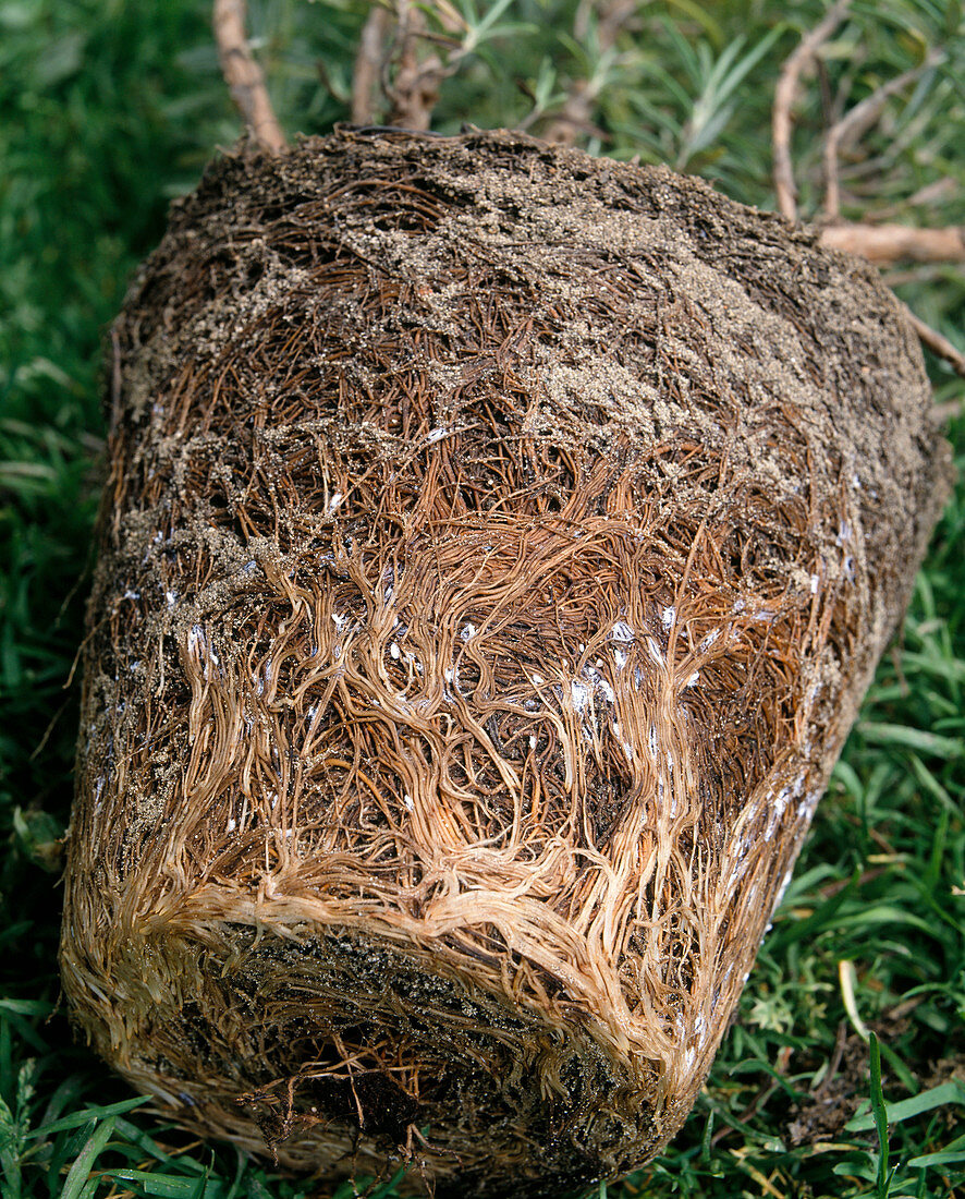 Root lice on rosemary