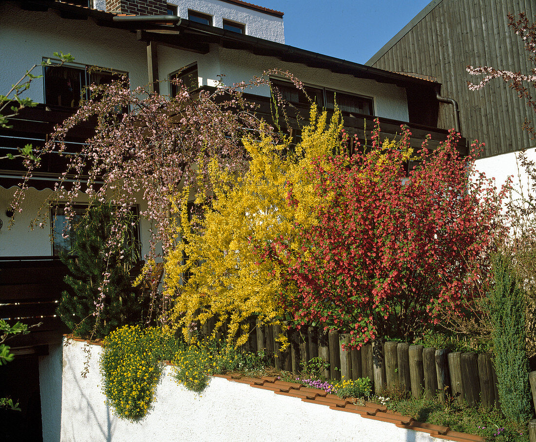 Ribes sanguineum, Forsythie