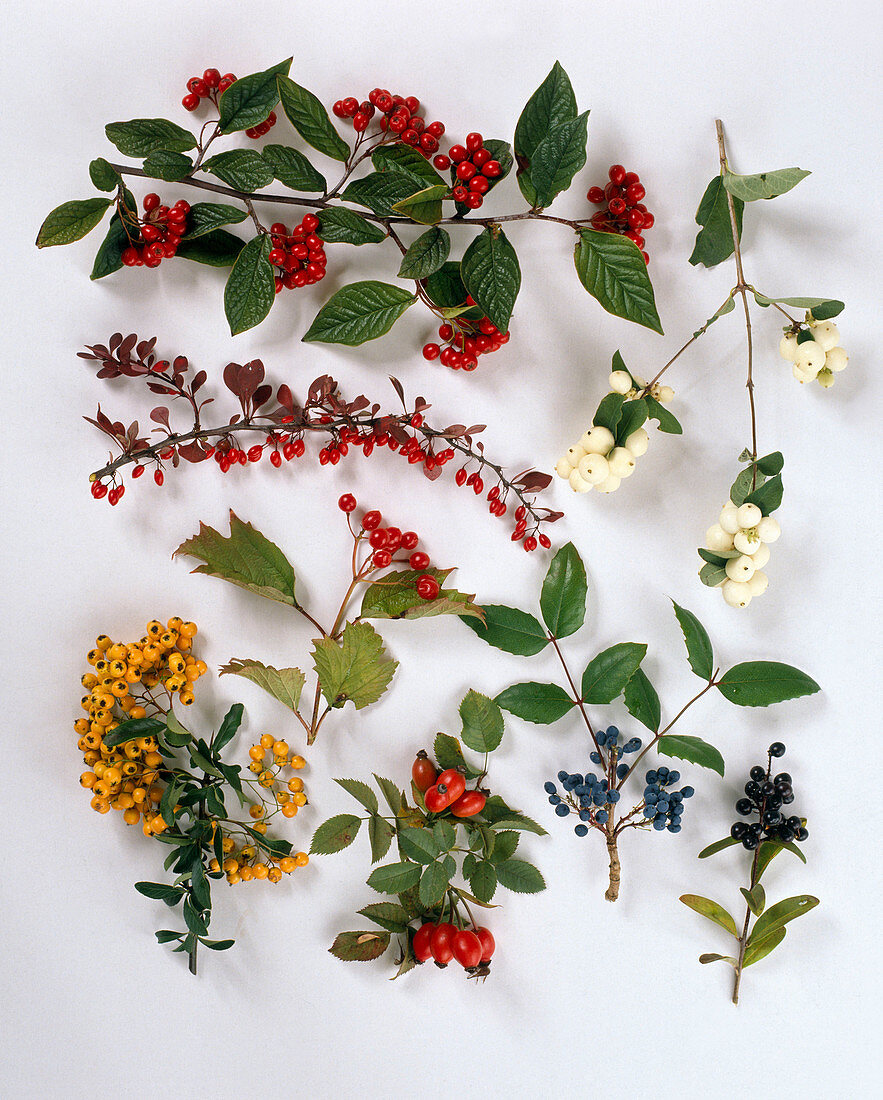 Ornamental shrubs with autumnal fruit decoration-Symphoricarpos racemosus