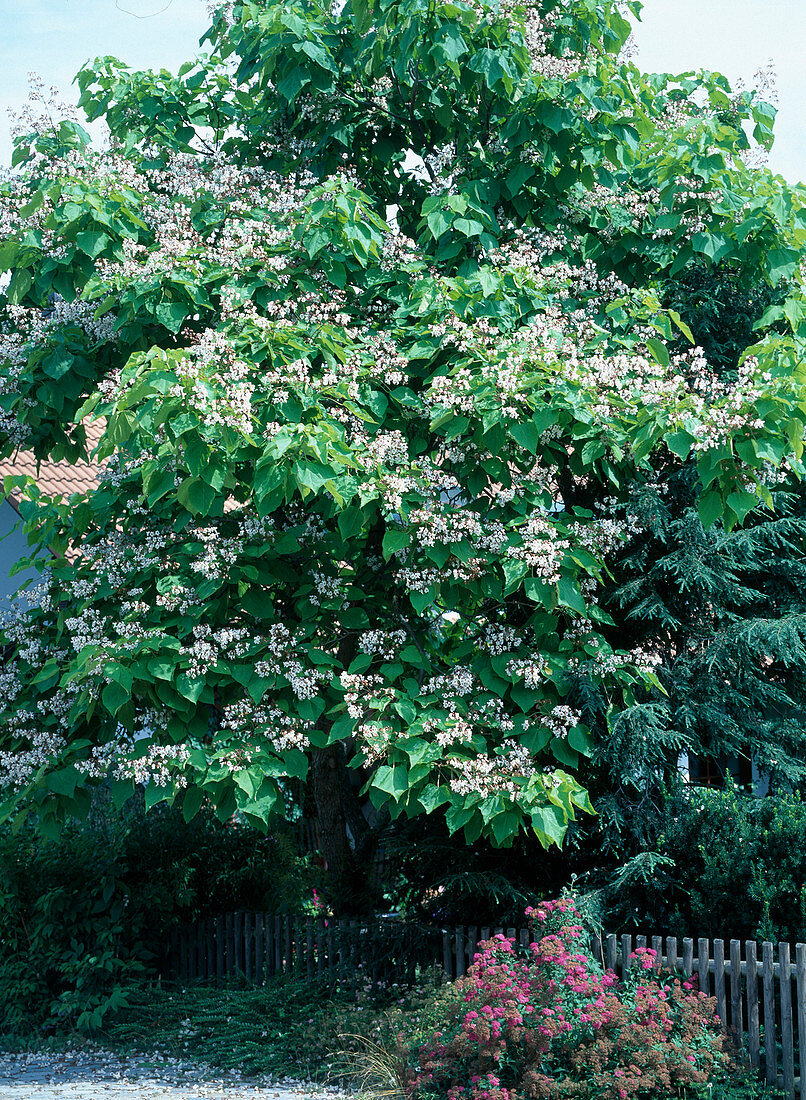 Catalpa bignonioides (Trompetenbaum)
