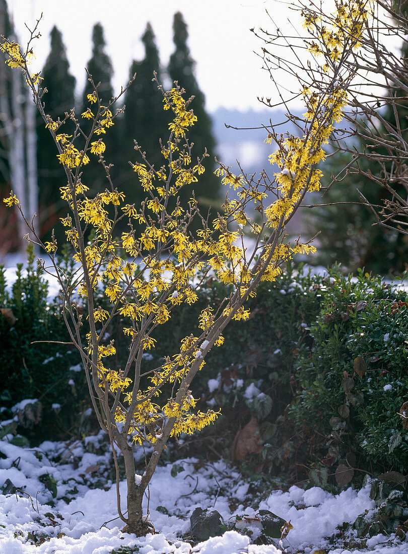Hamamelis mollis (witch hazelnut) flowers in winter