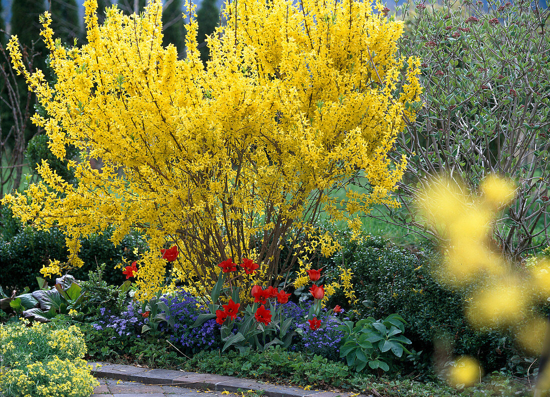 Forsythia 'Lynwood Gold' / Goldglöckchen