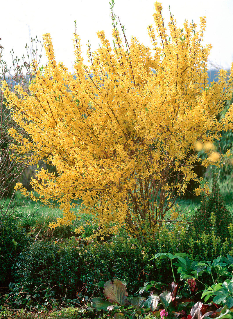 Forsythia 'Lynwood Gold' / Goldglöckchen