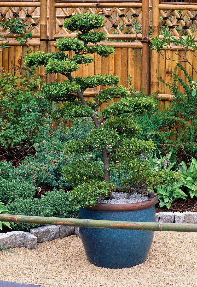 Ilex crenata / Japanische Hülse als Formschnitt , Sichtschutz - Zaun aus Bambus