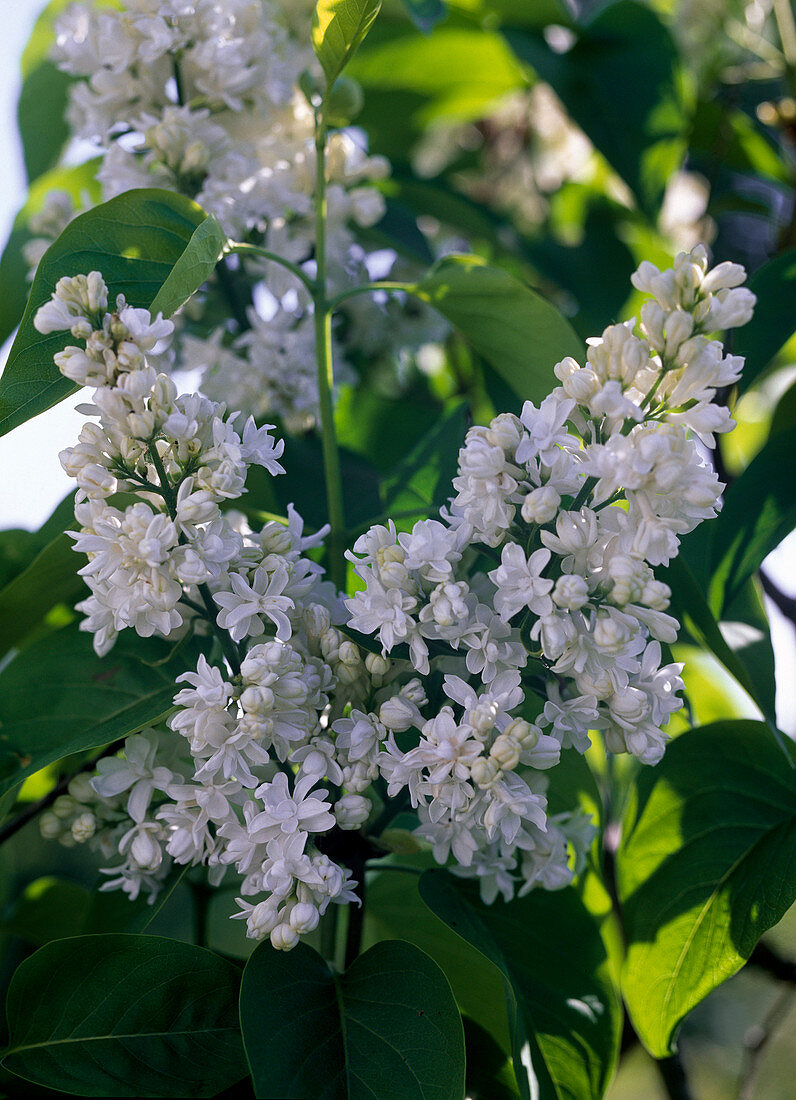 Syringa vulgaris 'Mme Lemoine' / weißer Flieder