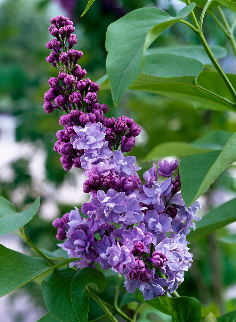 Syringa 'Katharina Havemeyer' / gefüllter Flieder