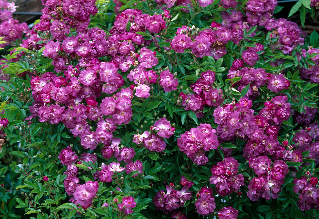 Pink 'Violet Blue' (stingless, fragrant rambler rose)