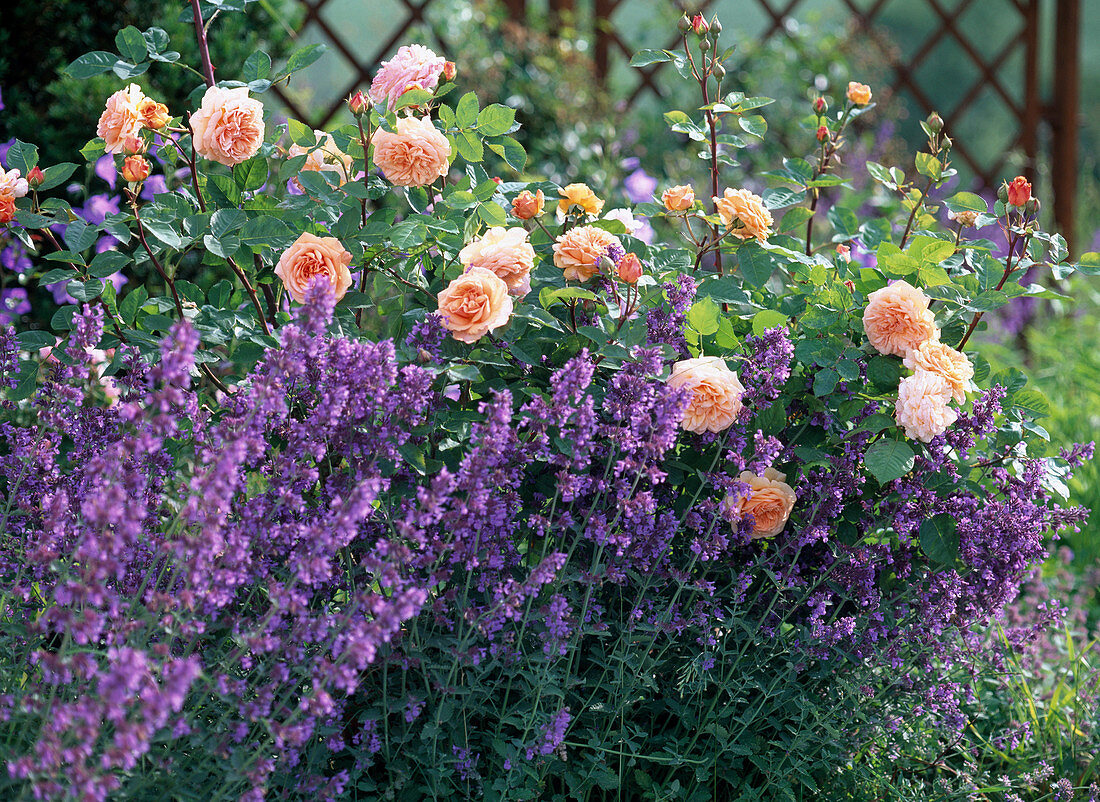 Pink 'Charles Austin' (English rose), often flowering