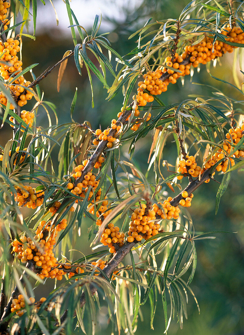 Hippophae rhamnoides / Sanddornzweige