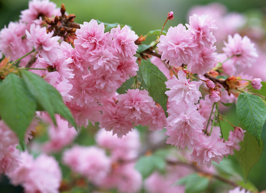 Prunus serrulata 'Kiku-shidare-zakura' (Blüten der Hängezierkirsche)