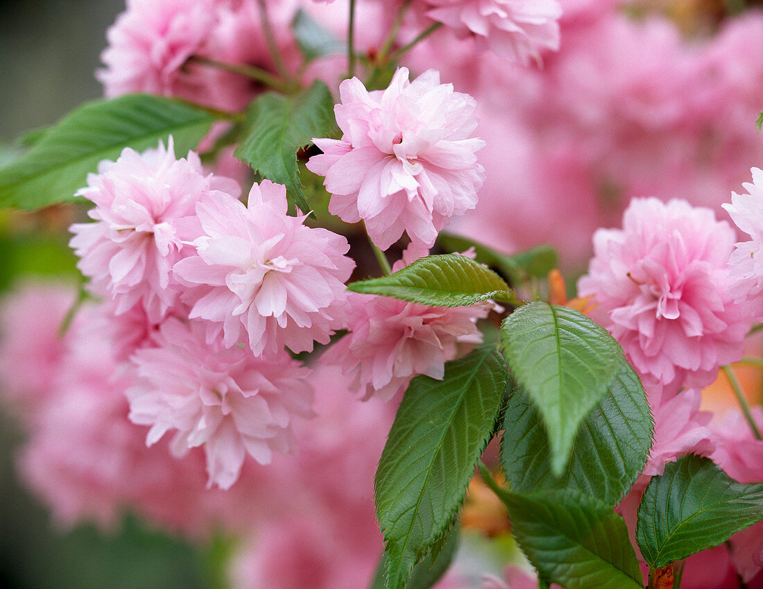 Prunus serrulata 'Kiku-shidare-zakura'