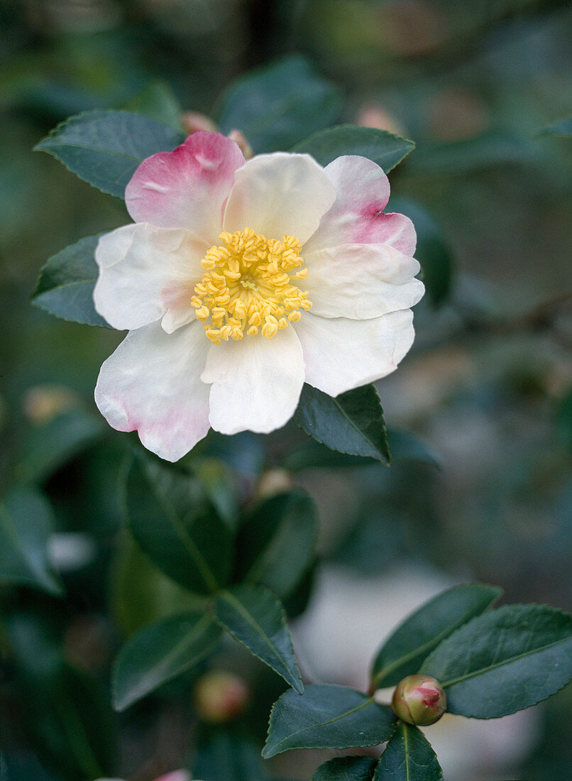 Camellia Sasanqua 'Hinode Gumo'
