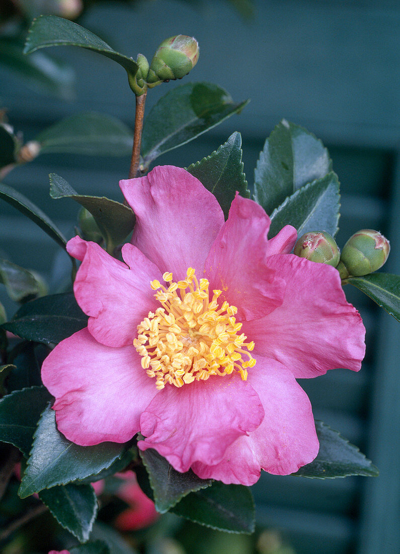 Camellia Sasanqua'CLEOPATRA'