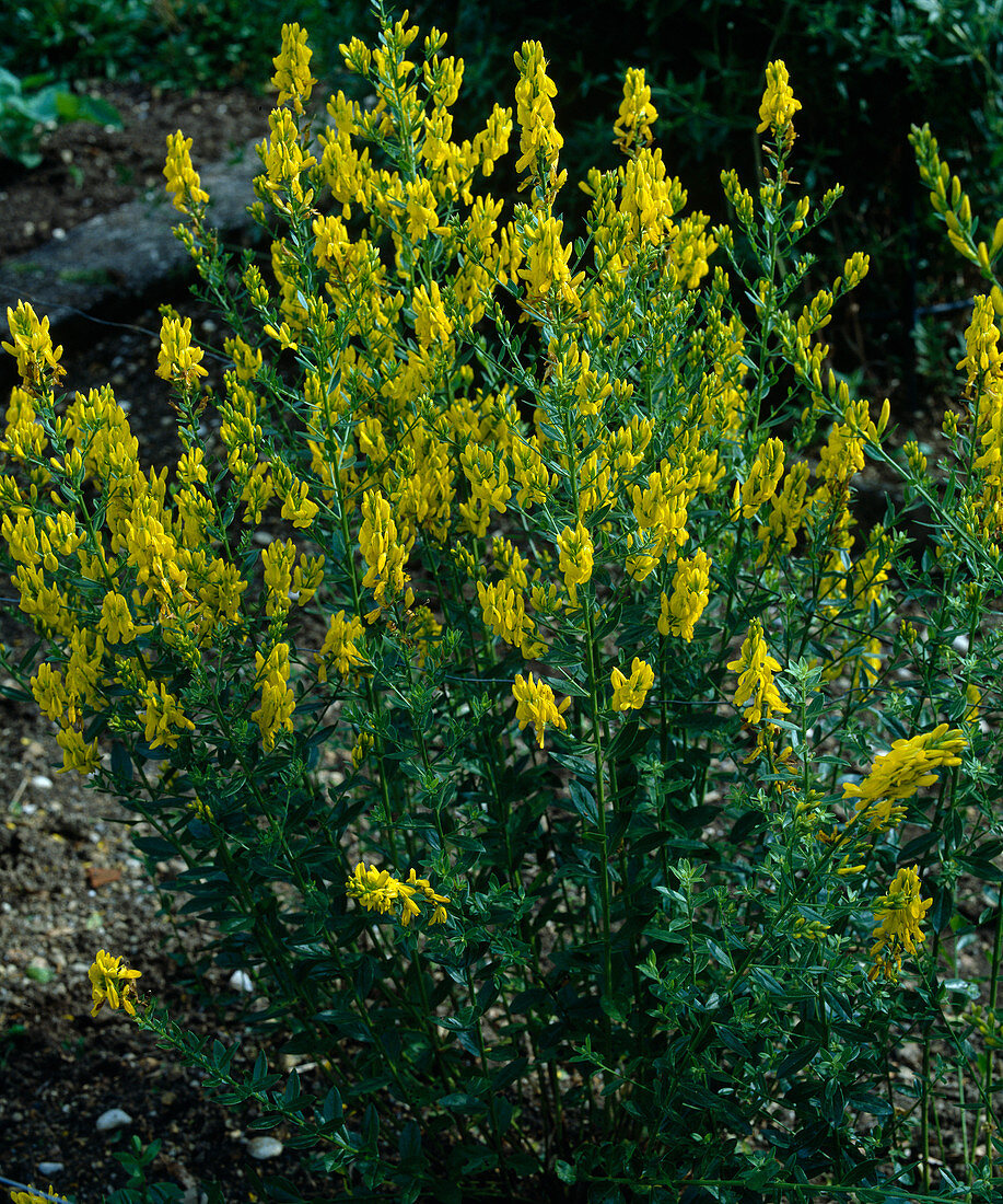 Genista tinctoria