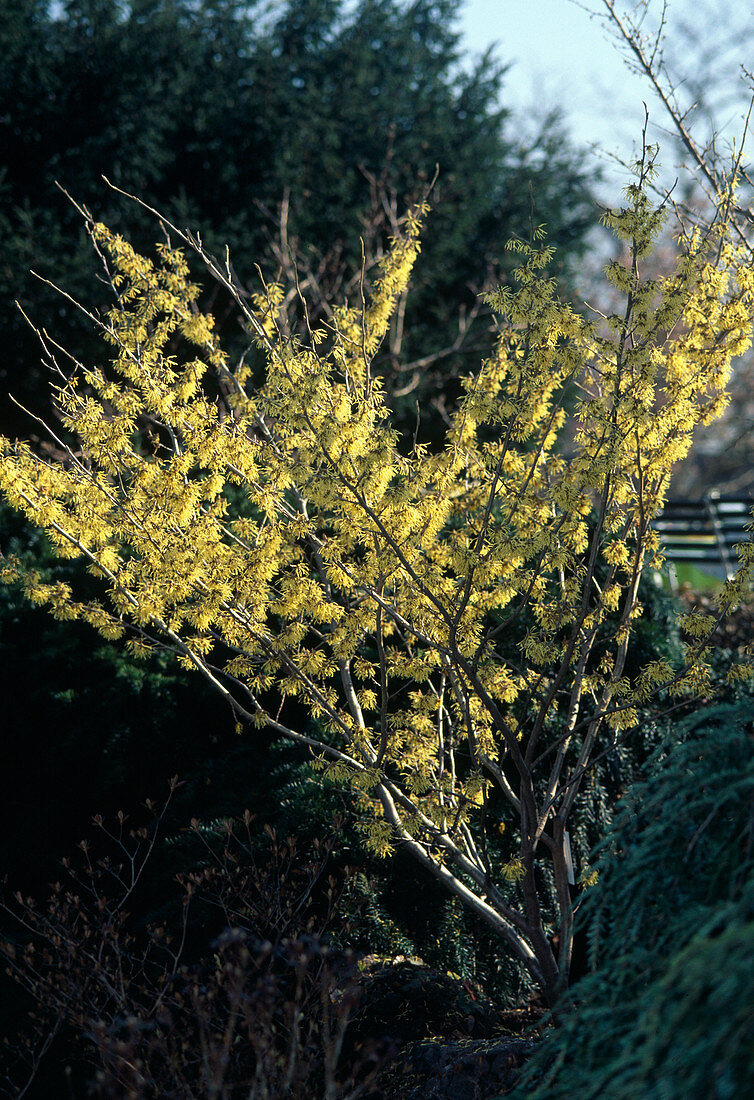 Hamamelis X INTERMEDIA