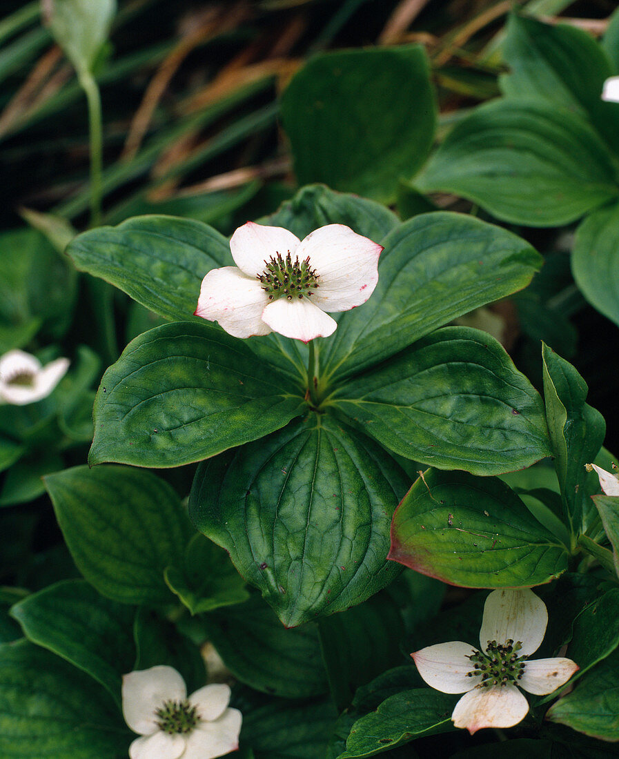 Cornus anadensis