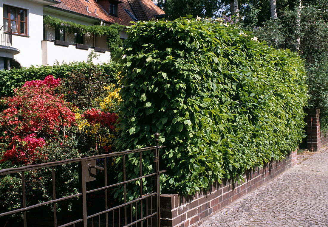 Carpinus betulus (Hainbook hedge)