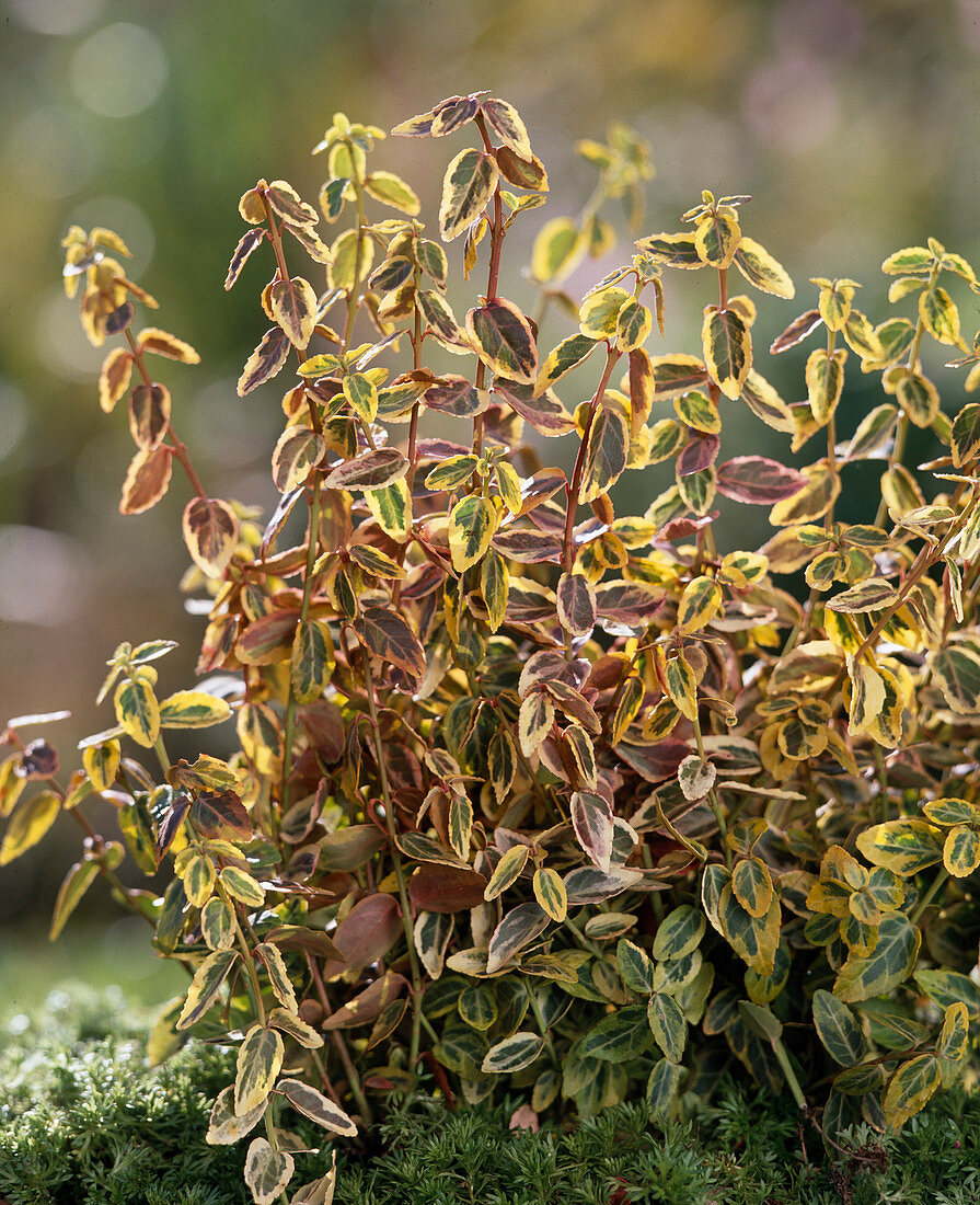 Euonymus fortunei 'Emerald'N Gold'