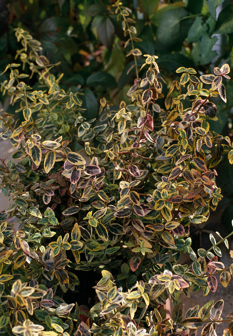 Euonymus 'Smaragd'N Gold'