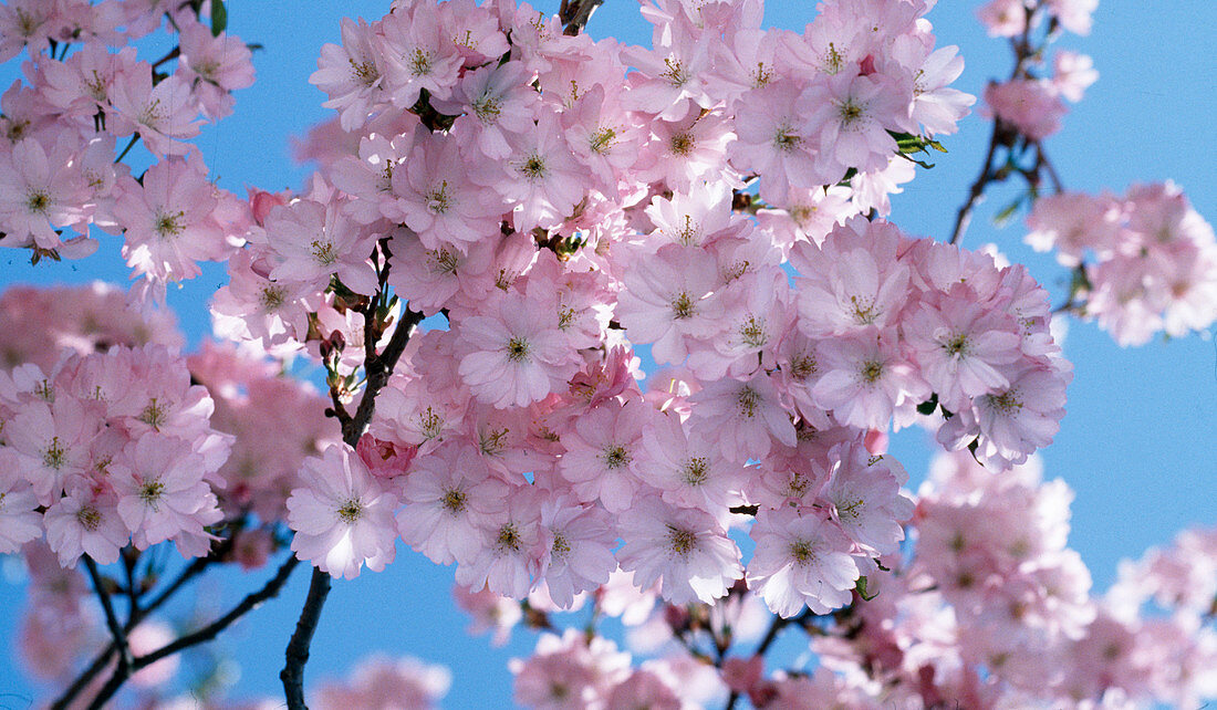 Prunus sargentii