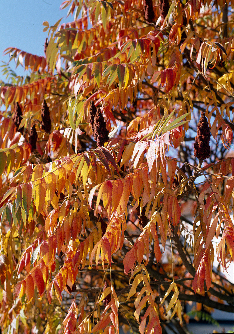 Rhus typhina