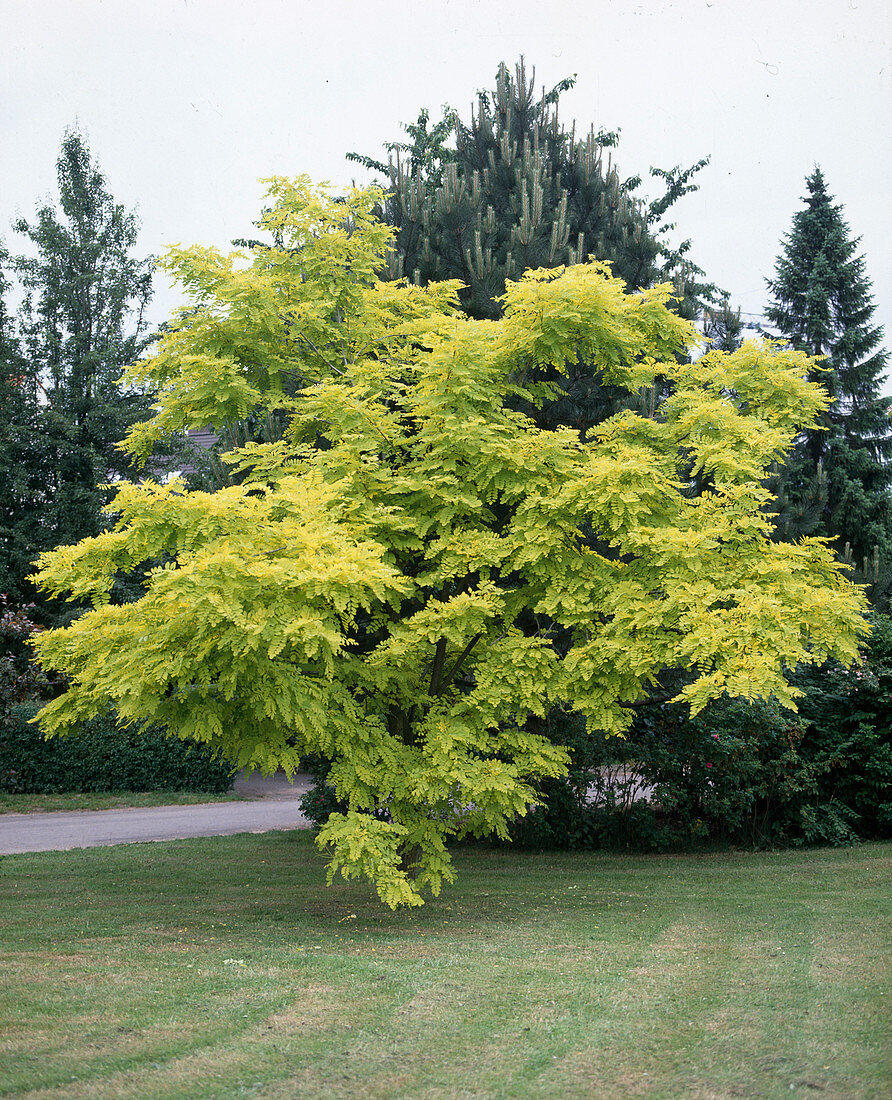 Robinie pseudoacacia 'Frisia'