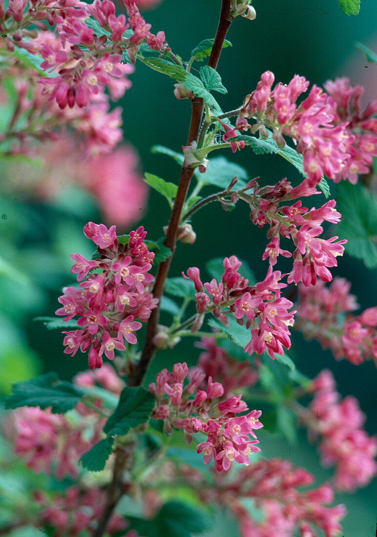 Ribes sanguineum ''King Edward''