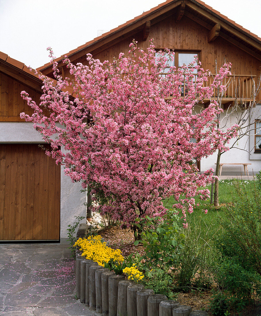 Blühender Malus (Zierapfelbaum) in Randbeet neben Garage