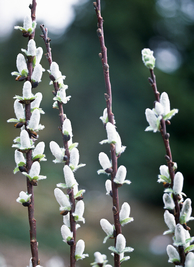 Salix hastata