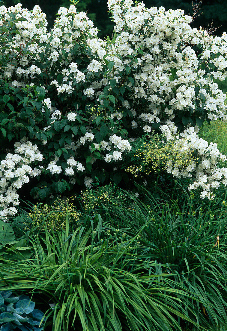 Philadelphus CORONARIUS