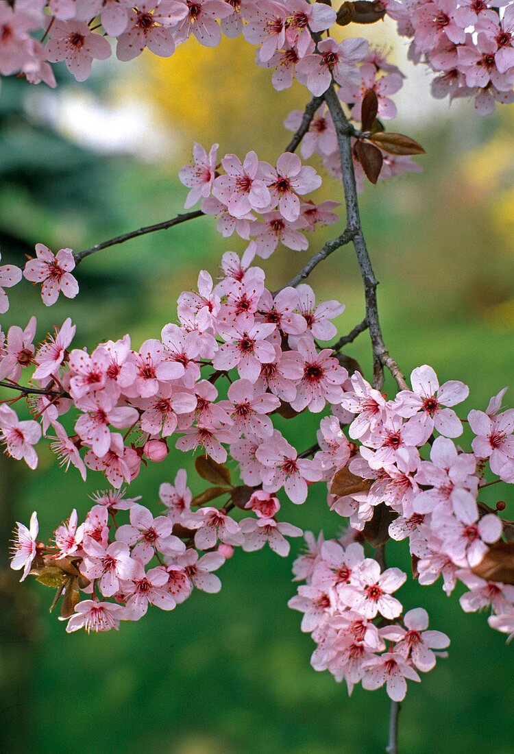 Prunus cerasifera 'Nigra'