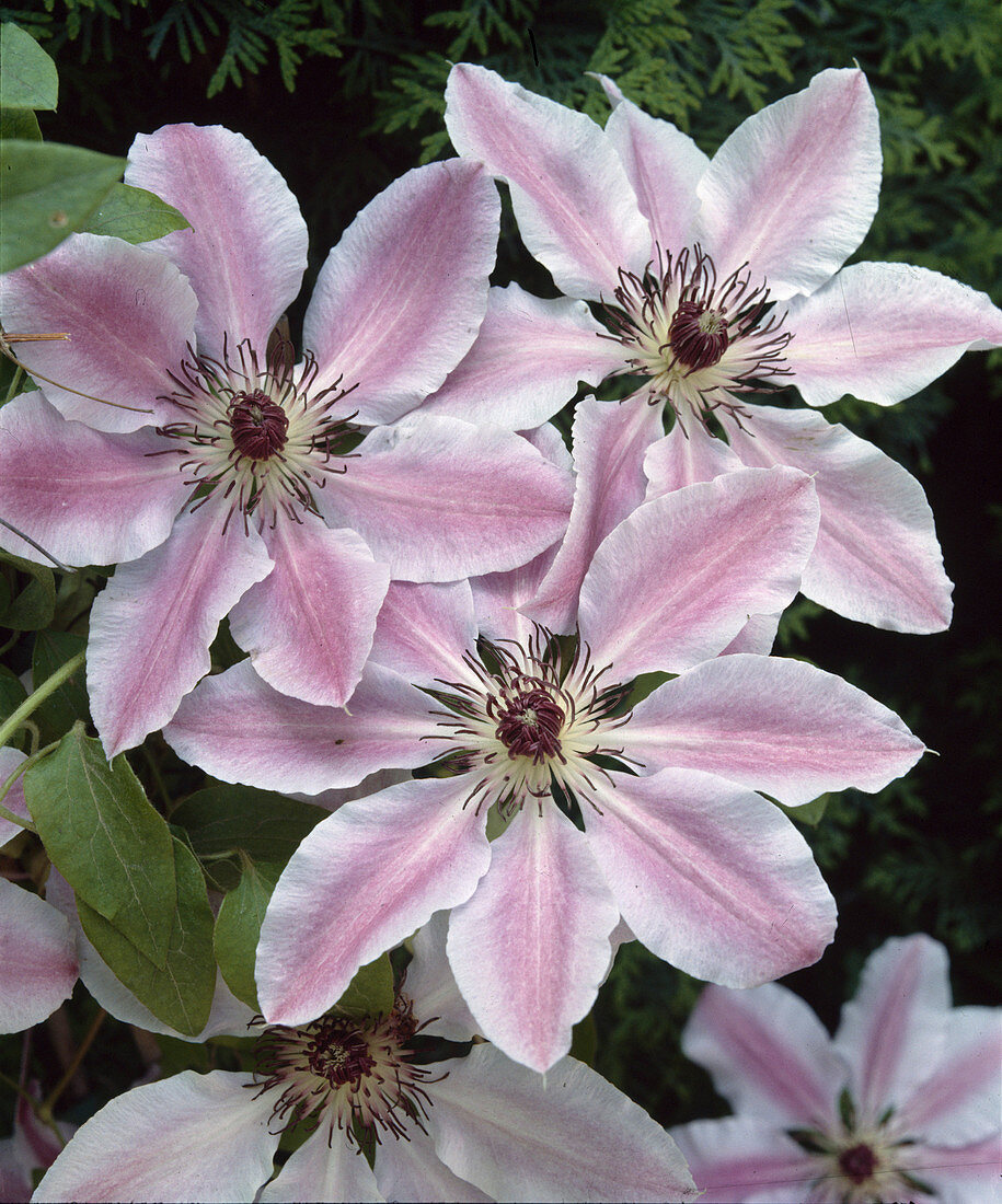 Clematis-Hybride 'Nelly Moser'