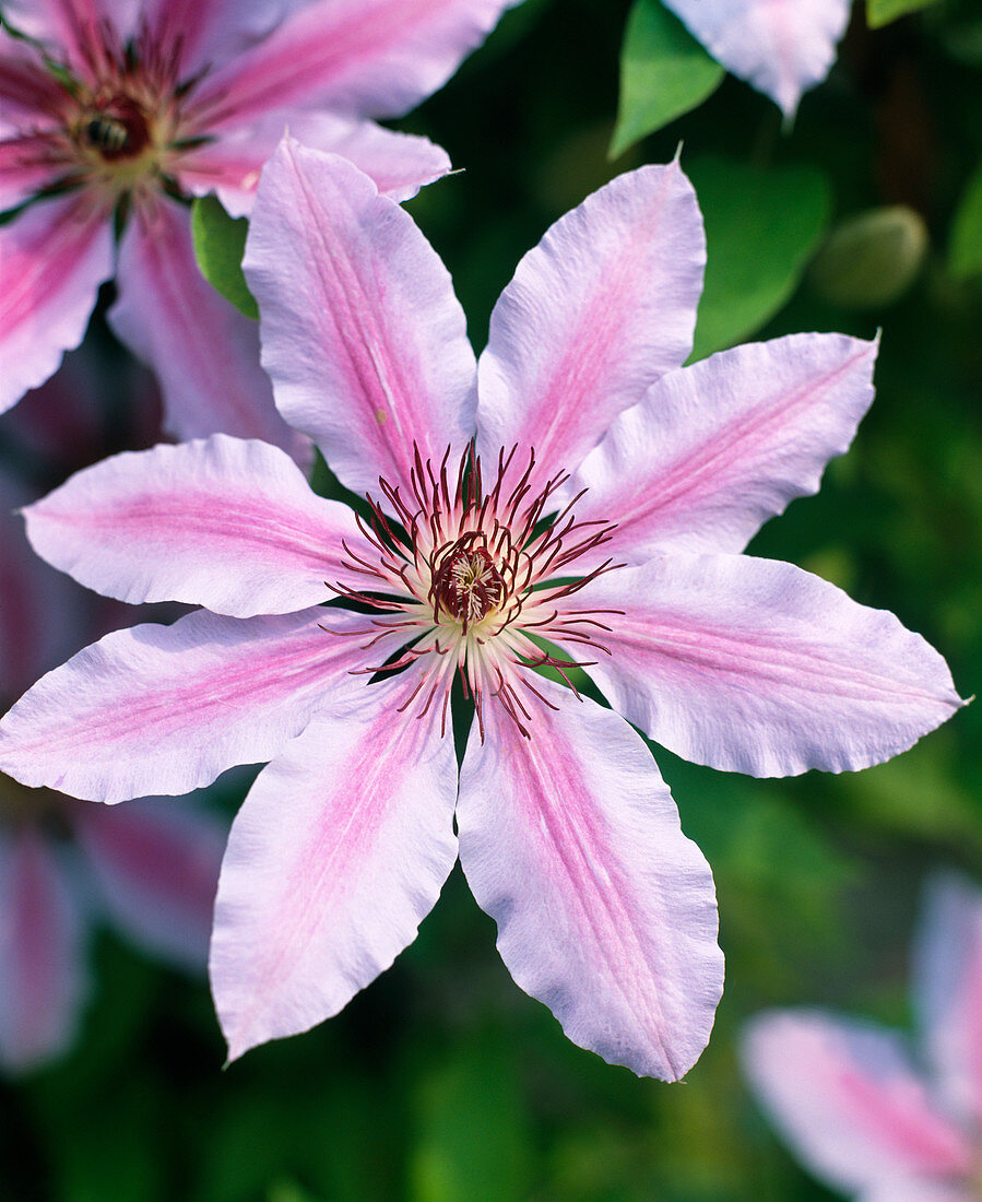 Clematis hybrids