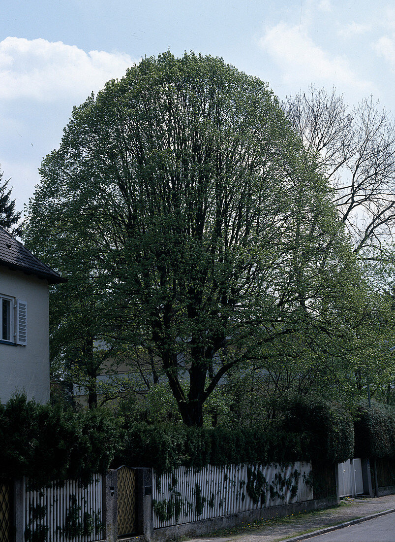 Tilia Cordata 'Erecta'