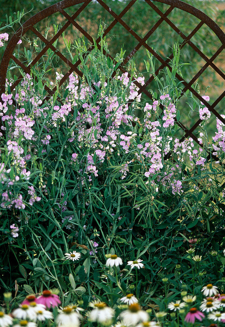 Lathyrus latifolius / Staudenwicke