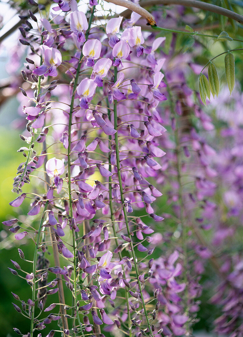 Wisteria floribunda (Japanischer Blauregen)