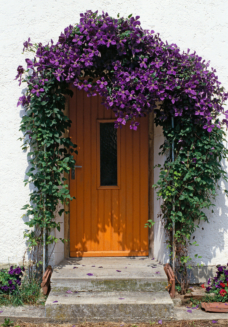 Clematis bow