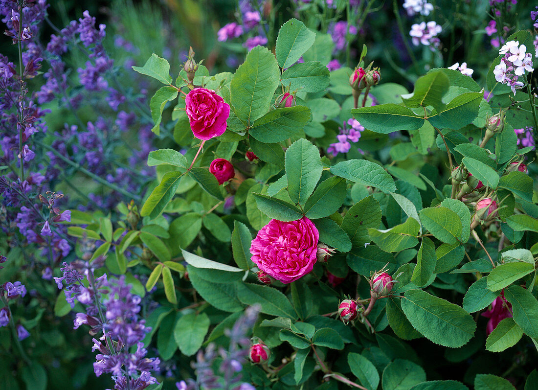 Historische Portland Rose
