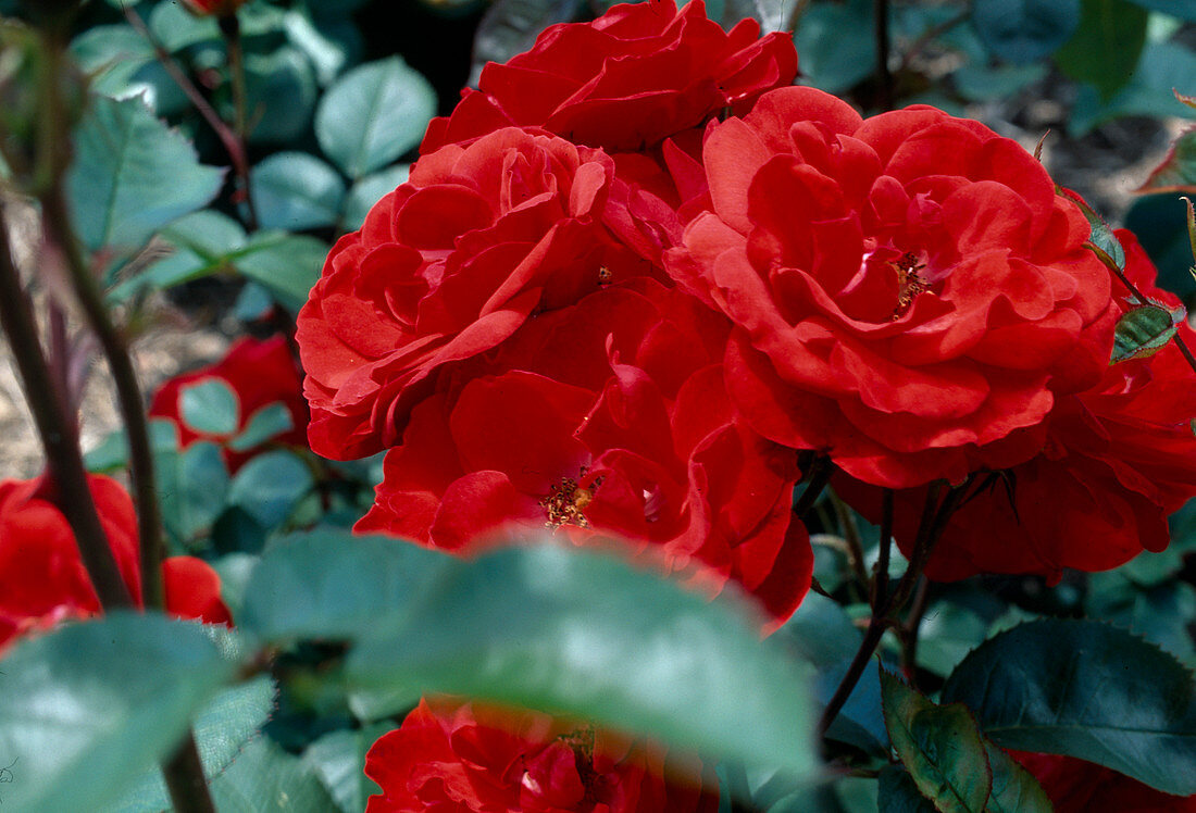Rose 'allotria' polyantharose from Tantau, often flowering, light scent