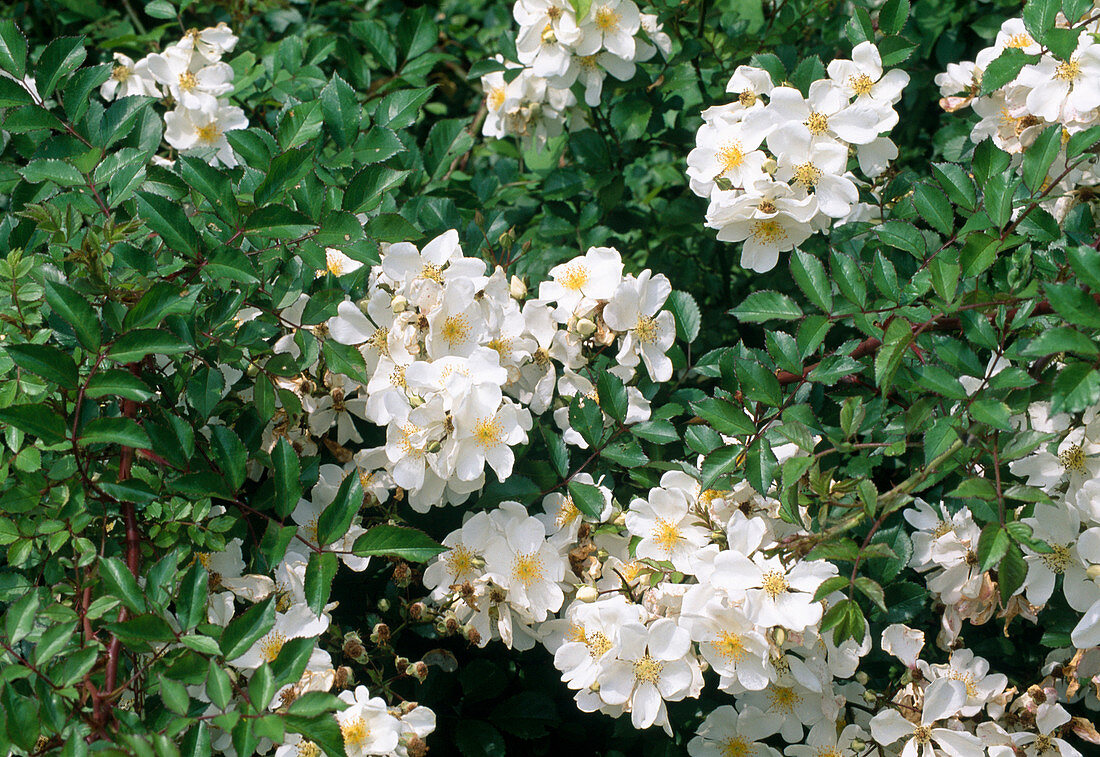 Rosa 'Tapis Volant' shrub rose, groundcover rose, often flowering, fruity scent