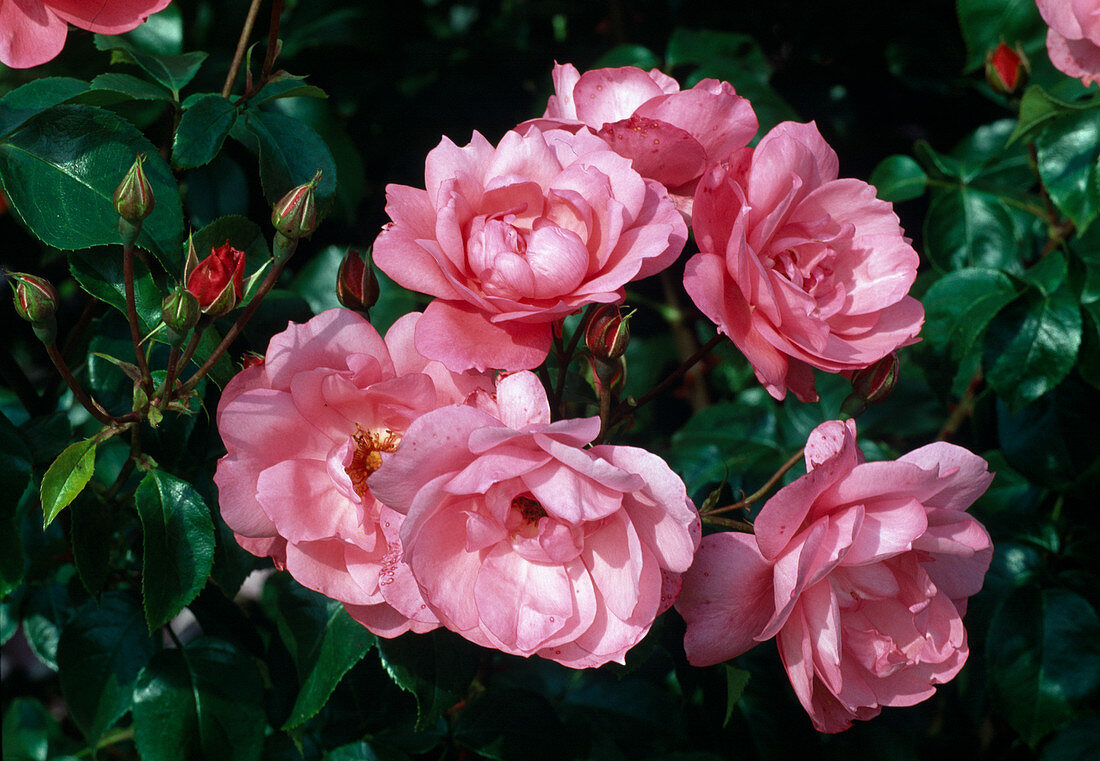 Rosa 'Jolie Demoiselle' Bodendecker, öfterblühend, kaum duftend