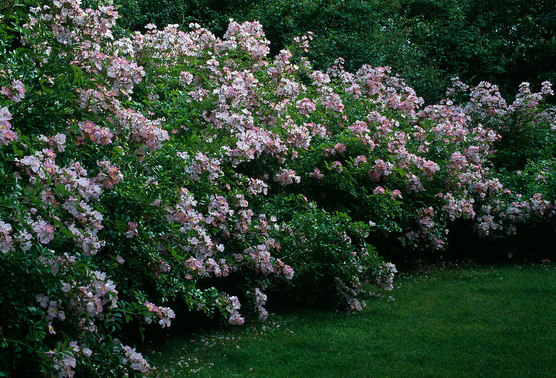 Rose 'Adenochaeta' Bot. Rose, Multiflora, Apfelrosenduft, einmalblühend