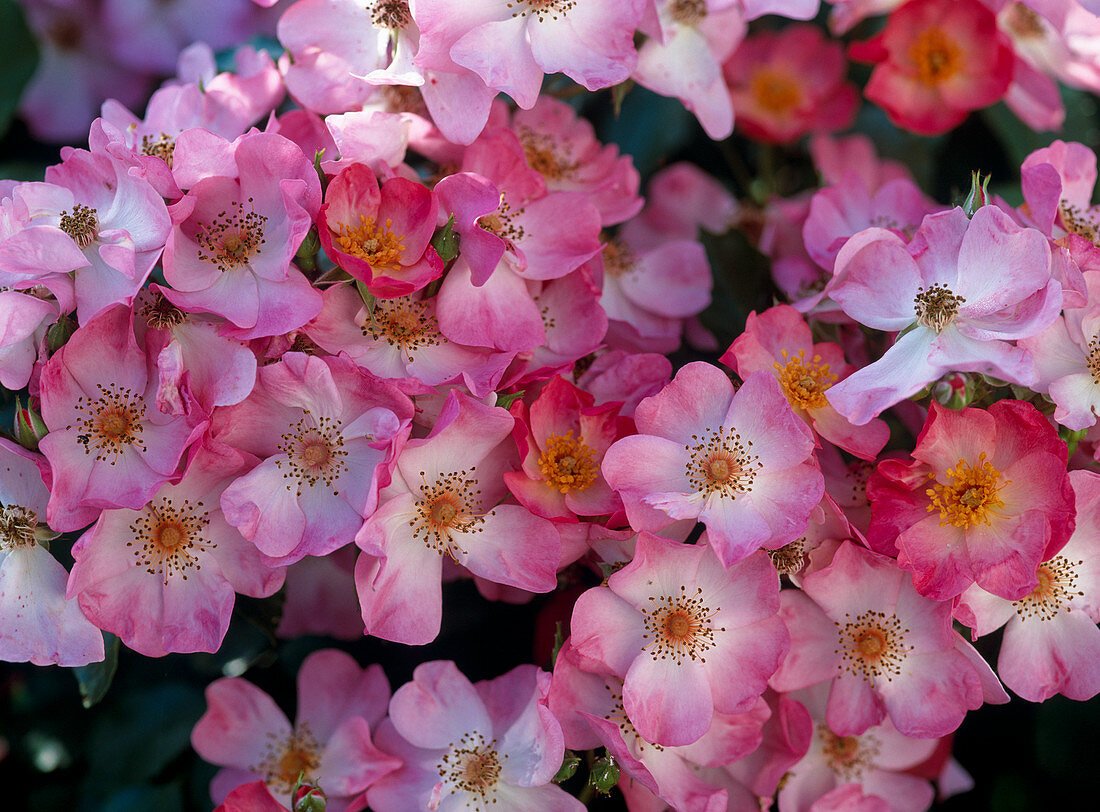 Shrub Rose 'Fleurette' Wild Rose, often flowering,