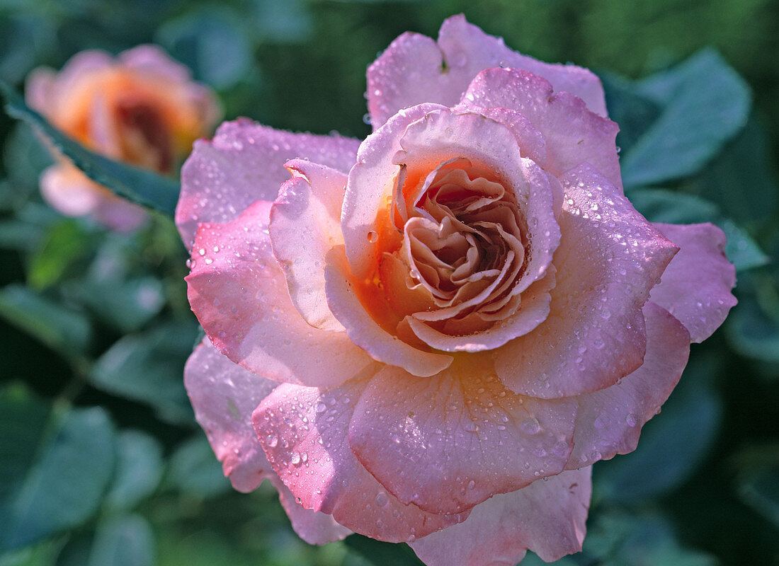 Rosa 'Augusta Luise'