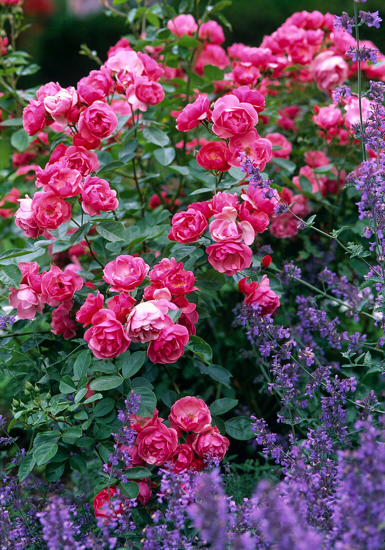 Rosa 'Angela' / Strauchrose, öfterblühend, Nepeta / Katzenminze