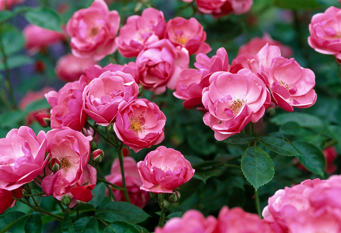 Rosa 'Angela' shrub rose, often flowering
