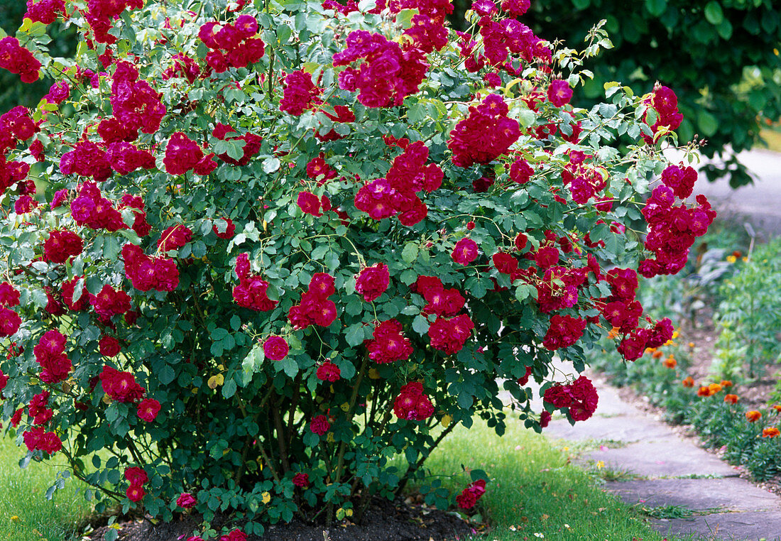 Pink 'Conductor' (shrub rose), red, perennial