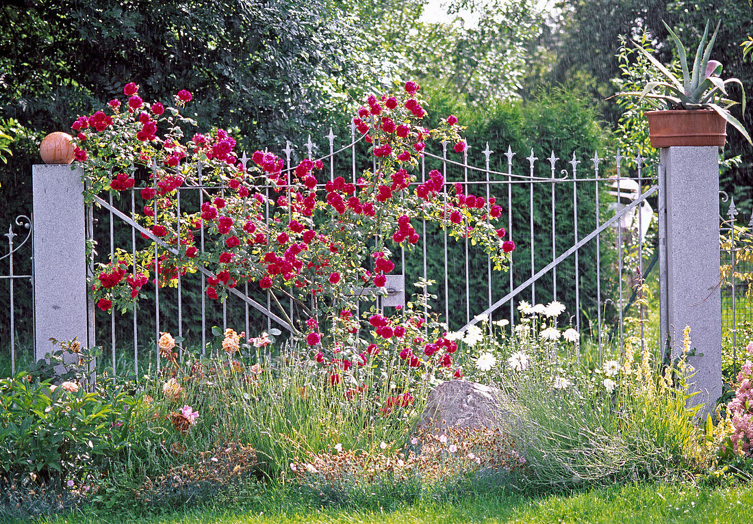 Rosa 'Greetings to Heidelberg' (climbing rose) grows to gate